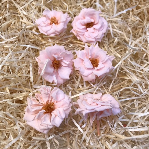 Têtes de roses sauvages préservées M 6 pcs.