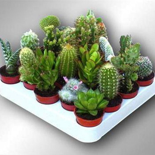 Cactus Maceta 5,5 cm Caja 20 uds