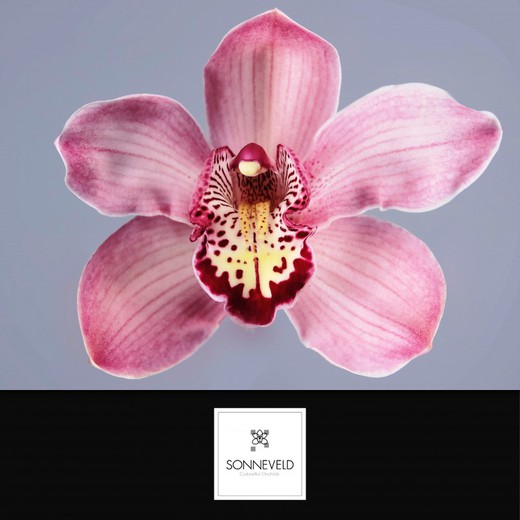 Caixa de Cymbidium