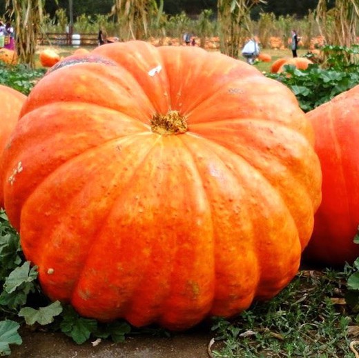 Abóbora gigante do Atlântico