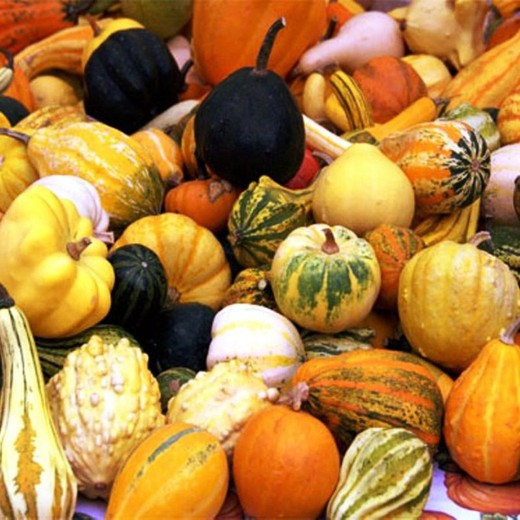 Citrouilles décoratives