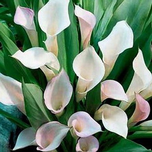 Callas Crystal Blush