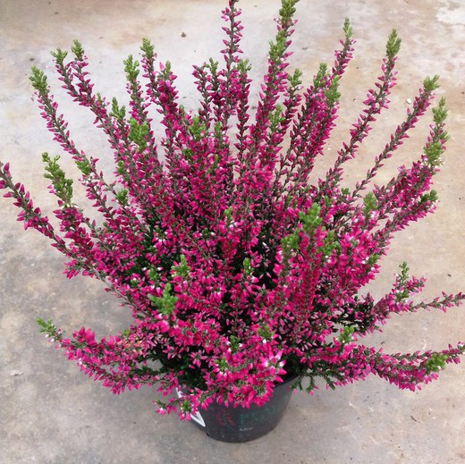 Calluna Vulgaris