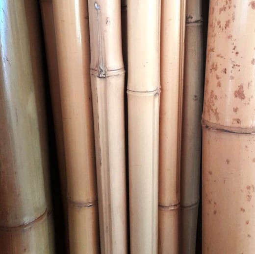 Cañas de Bambú secas
