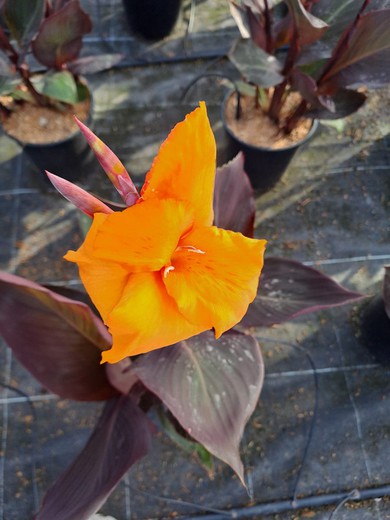 Canna Taronja (Full Marron)