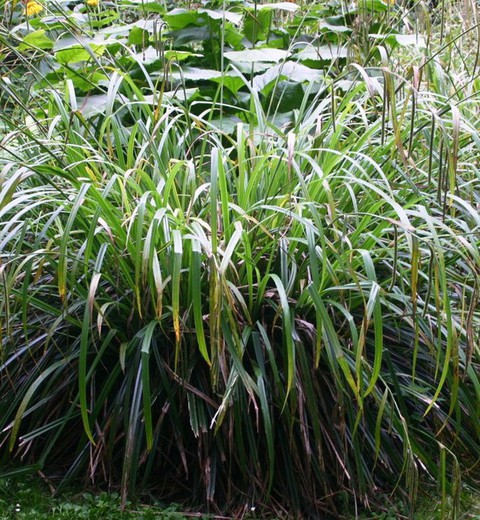 Pêndulo Carex