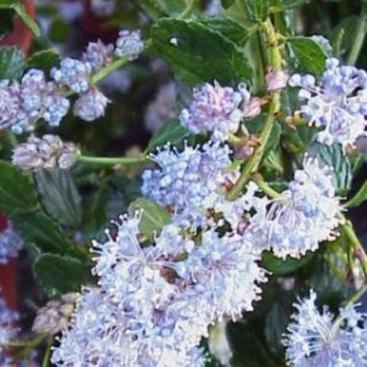 Ceanothus Tyrsiflorus Repens