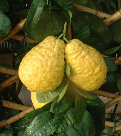 Cedro Máxima Enano Citrus Medica