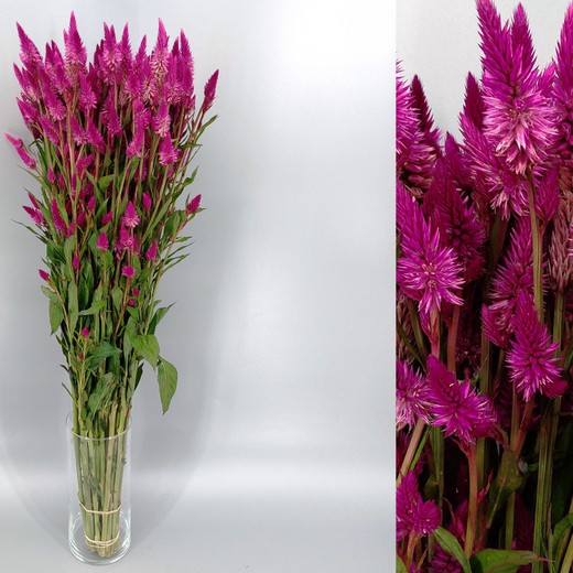 Ram Celosia Acelway Purple 25 tiges