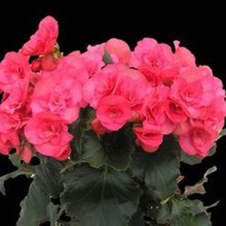 Precios de begonias — Floresfrescasonline