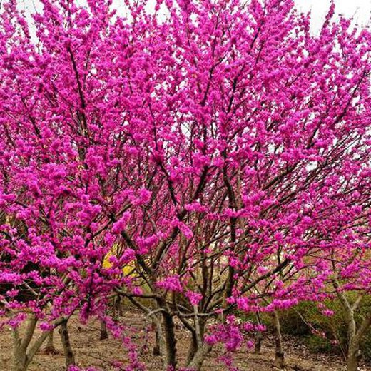 Cercis Silquastrum Árvore do Amor