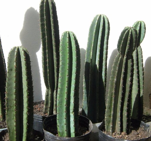 Cereus Peruvianus: Cactus anti radiaciones