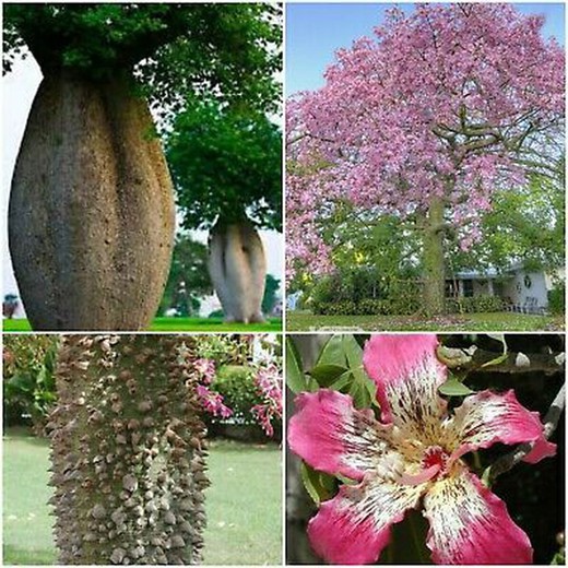 Árvore de garrafa Chorisia speciosa