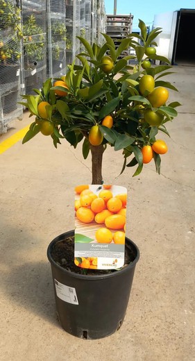 Citrus Fortunella Margarita (Kumquat) Copa