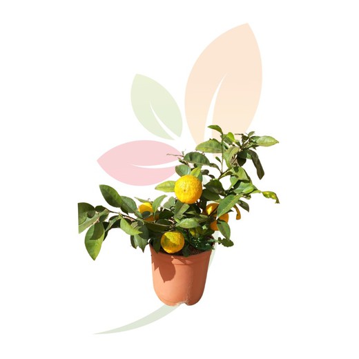 Citrus Junos (Yuzu)