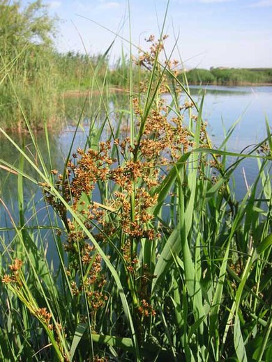 Cladium mariscus