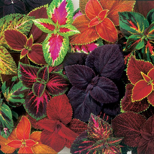 Coleus Solenostemon Hybrida Scutellarioides