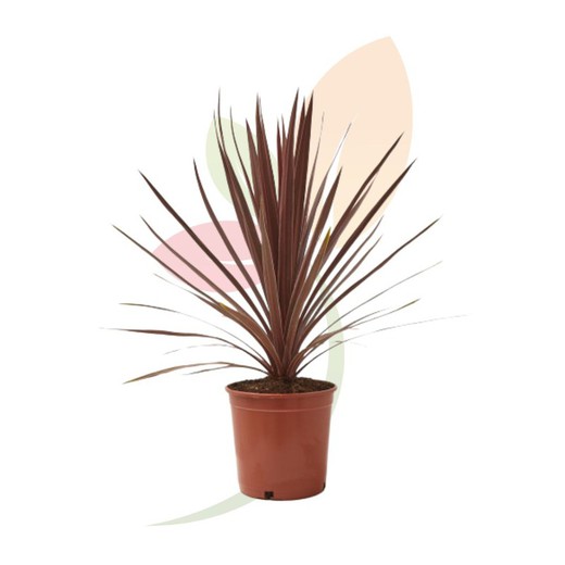 Pináculo Cordyline Borgonha