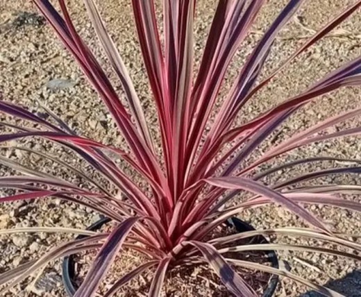 Cordyline Charlie Garoto