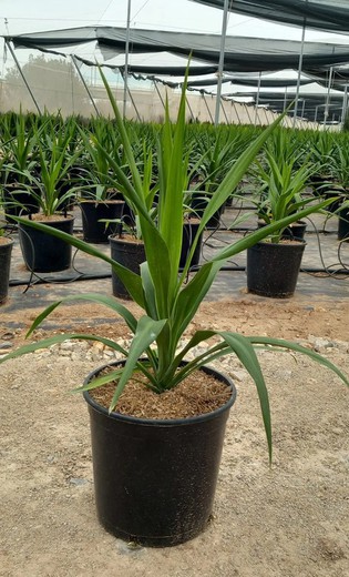 Cordyline Estrela Esmeralda