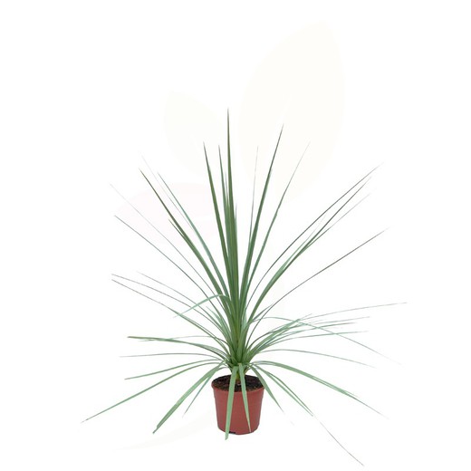 Cordyline Indivisa