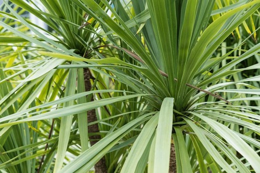 Cordyline Indivisa