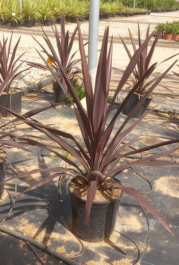 Cordyline Obtecta Super Star