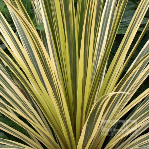 Cordyline Torbay Deslumbrante