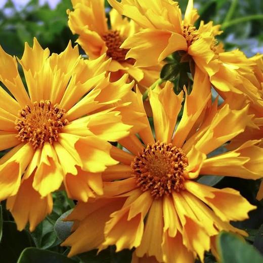 Coreopsis Grandiflora Caixa 6 unitats.