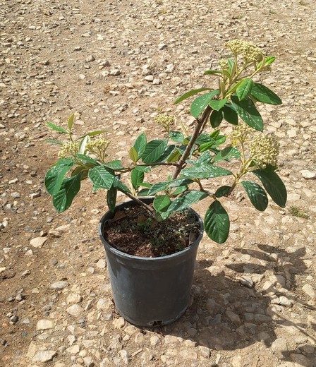 Cotoneaster Lacteus