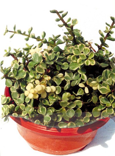 Crassula Portulacaria Afra Variegata