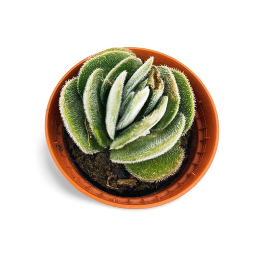 Crassula Tomentosa Vredendal