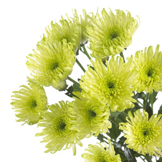 Crisantem Delianne Green