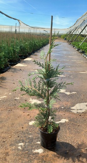 Cupressocyparis Leylandii