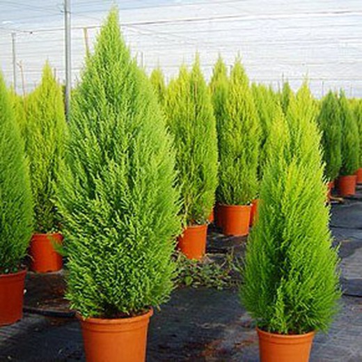 Cupressus Gold Crest