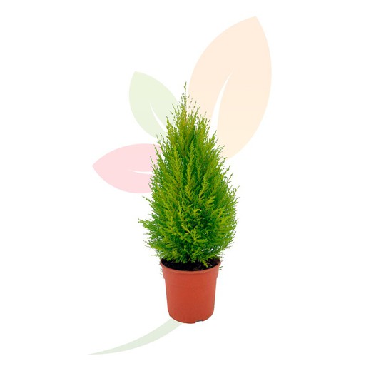 Cupressus Gold Crest Wilma 40606M2Z Floresfrescas CONIFERAS — Flores ...