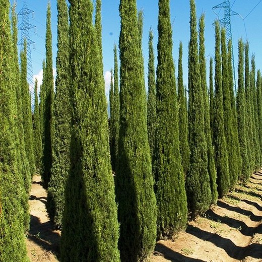 Totem Cupressus Sempervirens