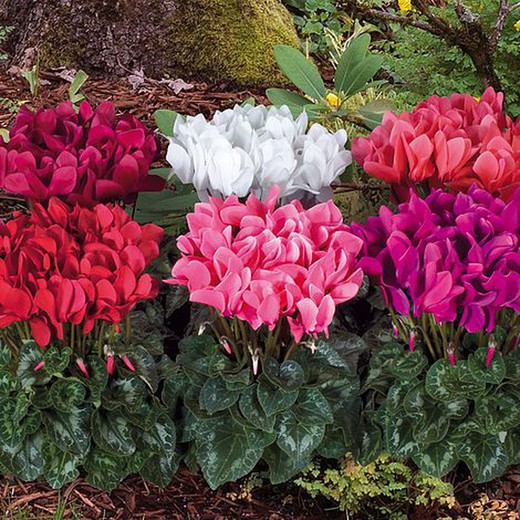 Cyclamen Caja 4 uds.