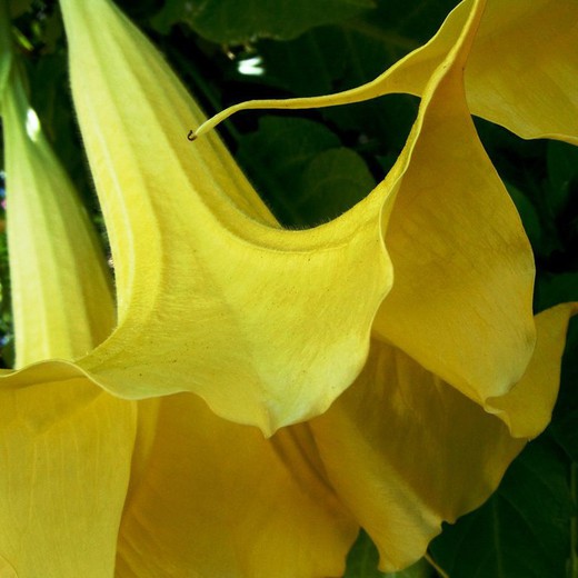 Datura Amarilla Arborea