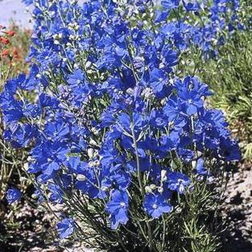 Delphinium Grandiflorum Caja 6 uds.