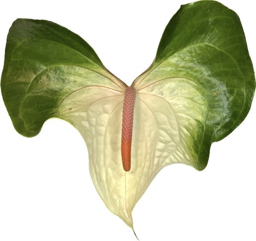 Anthurium Denali