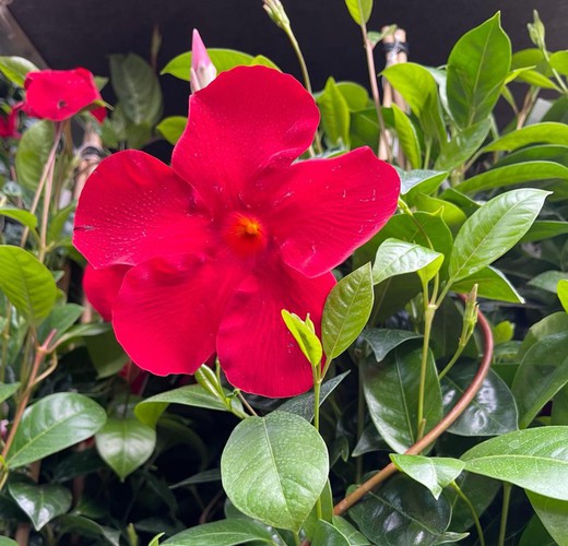 Dipladenia Sanderii Roja Piramidal