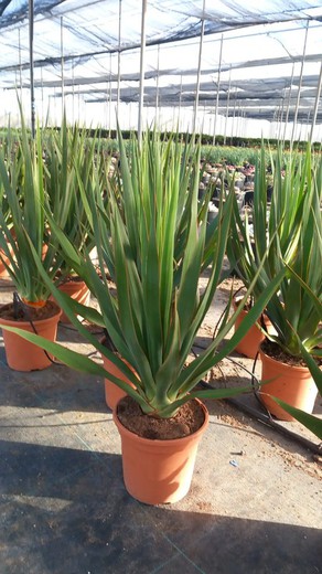 Dracaena Draco (Drac)