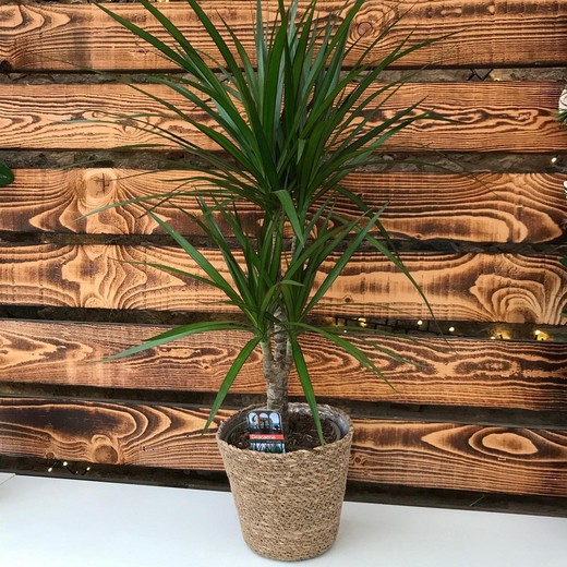 Dracaena Marginata em vaso para presente