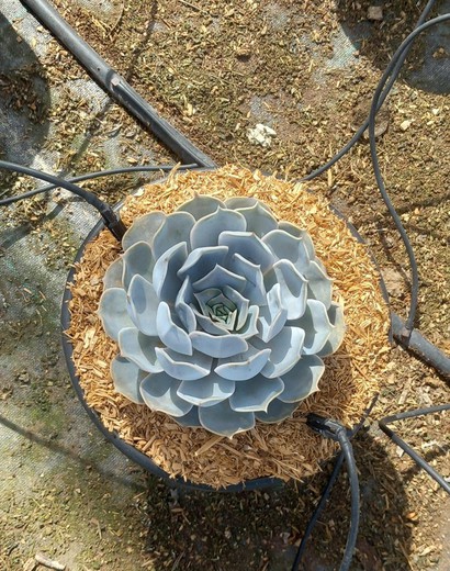 Mistura de Echeveria