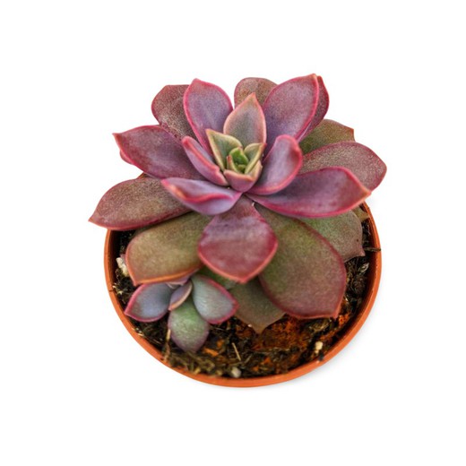 Echeveria Perla Porpra