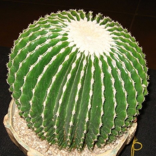 Echinocactus grusonii inermis