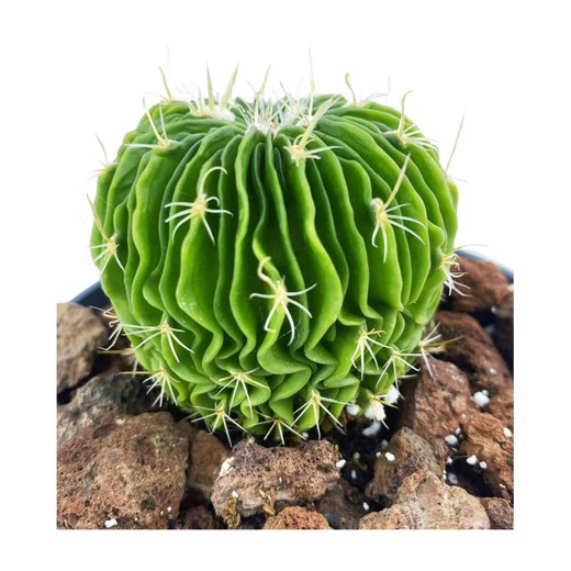 Echinofossulocactus Multicostatus
