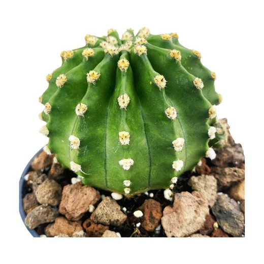 Echinopsis Subdenudata