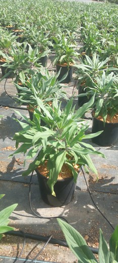 Echium Fastuosum